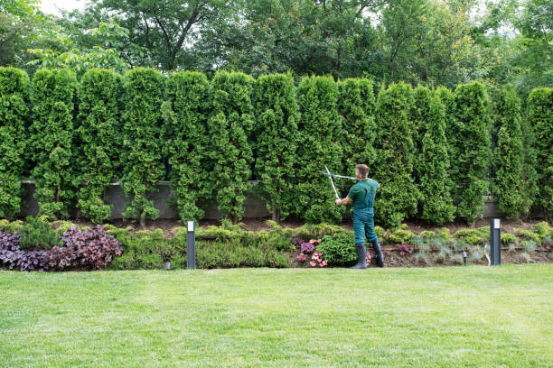 How Our Tree Care Process Works  in  Thornton, CO